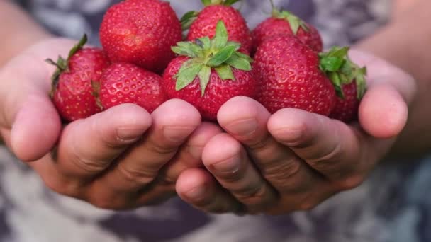 Zralé červené jahody v rukou farmáře. — Stock video