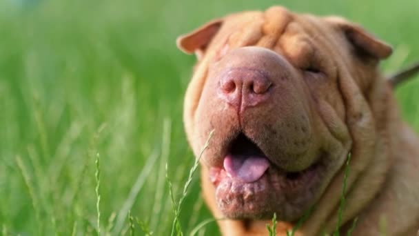 Cão velho com pele enrugada. Cão Sharpei — Vídeo de Stock