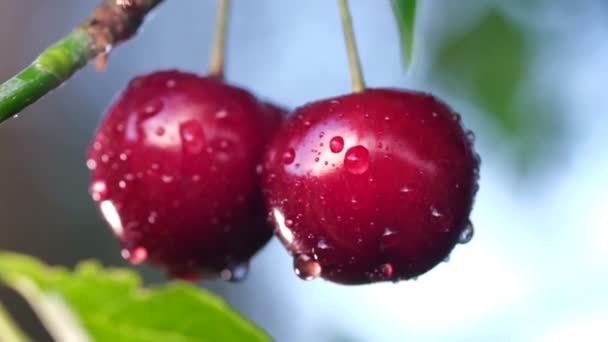 Close up of a pair of red mature cherries on a tree in a summer day after the rain. — Stock video