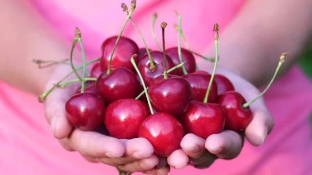 Ripe wet red cherries in the palms. — Stock Video