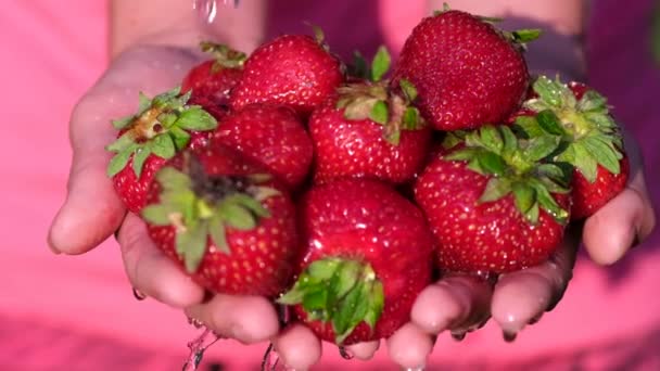 Fragole rosse mature lavate nelle mani di un contadino. Sparatoria da vicino. — Video Stock