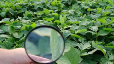 Tarım sektörü - soya fasulyelerinin büyümesini kontrol ediyor. Soya fasulyelerinin yakın çekim videosu, yeşil soya tarlası..