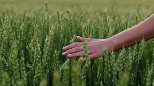 Bir kadın yeşil buğday tarlasında yürür ve elleriyle buğday kabuğuna dokunur.. — Stok video