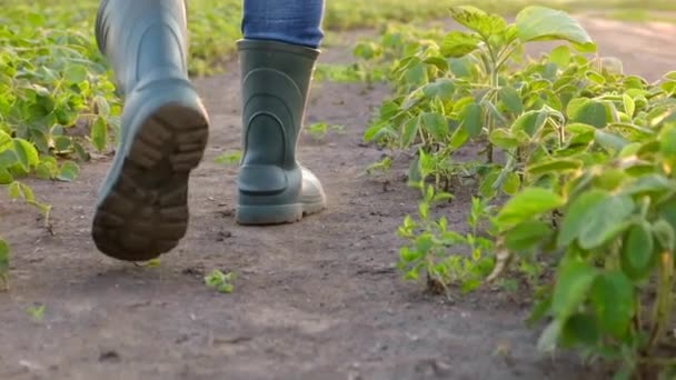 Rolnicy stóp w gumowych butach, agronomista prowadzi pole o zachodzie słońca wiosną. — Wideo stockowe