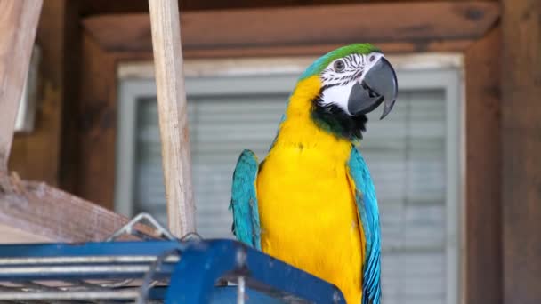 Un grand perroquet aras est assis sur sa cage. Perroquet jaune — Video