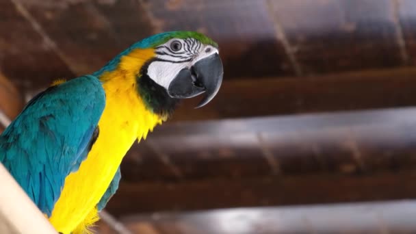 Blue-yellow macaw ,close up, lives in Brazil-Australia. — Stock Video