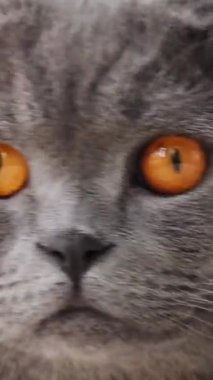 İskoç kedisi turuncu gözleriyle kameraya bakarak yaklaş. Dikey video.