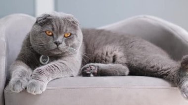 Parlak, rahat bir odada gri bir kanepede uzanmış barışçıl İngiliz kısa hava kedisi. Rahat duruş ve yumuşak doğal ışık bu sevimli evcil hayvanın sakin ve zarif karakterini vurguluyor..