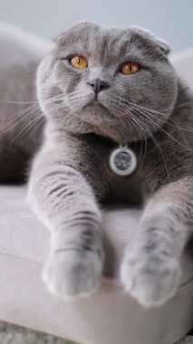 Yumuşak bir kanepede uzanmış, sakin gözlerle yukarı bakan gri bir İngiliz kısa hava kedisine yakından bakın. Konforlu arka plan ve sıcak ışıklandırma rahatlamış bir görüntü veriyor.