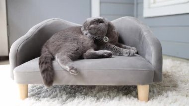 Rahat gri İngiliz Shorthair kedisi şık bir minyatür kanepede rahat bir şekilde yatıyordu. Yumuşak ışıklandırma, modern dekor ve sakin atmosfer konfor ve evcil hayvan yaşam tarzını vurguluyor.