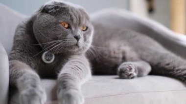 Zarif gri İngiliz kısa hava kedisi yumuşak bir kanepeye uzanıp sakince etrafa bakıyor. Yumuşak gün ışığı ve modern ev tasarımı huzurlu ve rahat bir atmosfer yaratır..
