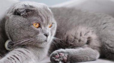 Sakin gri İngiliz kısa hava kedisi yumuşak bir yatakta huzur içinde dinleniyor. Yakın çekim, onun sakin doğasını, pofuduk kürkünü ve yumuşak gün ışığıyla rahat ev ortamını ön plana çıkarıyor..