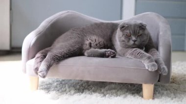 Sakin gri İngiliz kısa hava kedisi modern bir evdeki küçük bir kanepede rahat bir şekilde yatıyor. Huzurlu ışık