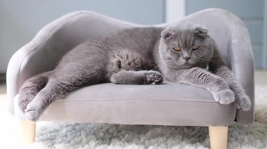 Yumuşak gün ışığında minyatür gri bir kanepede dinlenen sevimli İngiliz kısa hava kedisi. Huzurlu evcil atmosfer sakinliği, konforu ve rahat yaşam tarzını yansıtır..