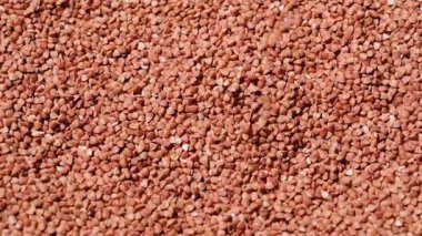 Karabuğday Groats 'un yakın çekim makro görüntüsü tohumların ve dokuların detaylarını ortaya koyuyor yavaş döndüklerinde, yüzey yapısını ve doğal kahverengi rengini gösteriyor..