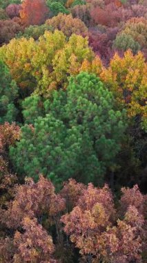 İnsansız hava aracı görüntüleri kırmızı, sarı ve yeşil tonlarda canlı sonbahar yaprakları olan bir orman gösteriyor. Huzurlu ve doğal sonbahar manzarası.