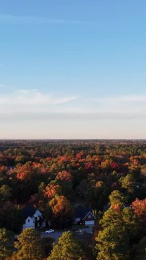 Ufuk çizgisine uzanan kırmızı ve sarı ağaçların olduğu sonbahar manzarası yumuşak gün ışığı altında..
