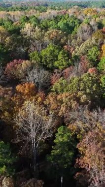Hava görüntüleri parlak turuncu ve sarı tonlarda ağaç tepelerini gösteriyor. Sakin bir sonbahar atmosferi ve yukarıdan görülen doğal güzellik..