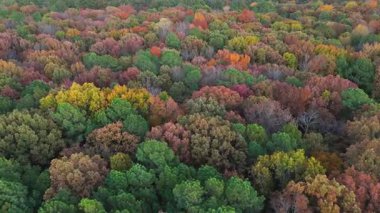 Sonbahar mevsiminde parlak kırmızı, turuncu ve yeşil ağaçları gösteren hava görüntüleri. Yukarıdan bakıldığında sakin doğal manzara