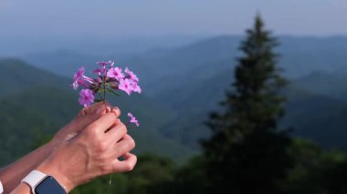 Mavi Tepe Dağları 'nın barışçıl manzarası arka planda açılıp doğanın sakin ve atmosferik bir anını yaratırken, bir kadının elleri hafifçe kır çiçeklerini tutuyor..