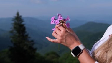Arka planda bulanık yeşil dağ sırtları olan mor kır çiçeklerini nazikçe tutan bir elin yakın çekimi..