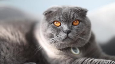 Gri bir İskoç kedisi yatağa oturur ve uzaklığa bakar. Yumuşak iç ışık kedilerin anlamlı gözlerini ve tüylü kürkünü ön plana çıkarıyor..