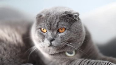 Sakin, gri bir İskoç kedisi nazikçe etrafına bakarken bir yatakta dinlenir. Yumuşak doğal ışık, iç mekanda rahat ve huzurlu bir atmosfer yaratır..