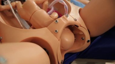 Plastik anatomik model, doğum kanalında hareket eden bir fetüsün evrelerini gösteriyor.