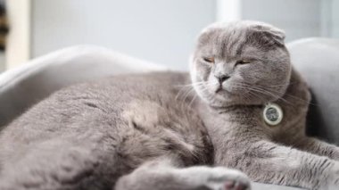 Sevimli gri İskoç kedisi turuncu gözleri dinleniyor ve yumuşak bir kanepede yavaşça göz kırpıyor.