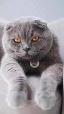 Güzel turuncu gözlü, uykulu gri İskoç kedisi sandalyede dinlenirken yavaşça kapatıyor.