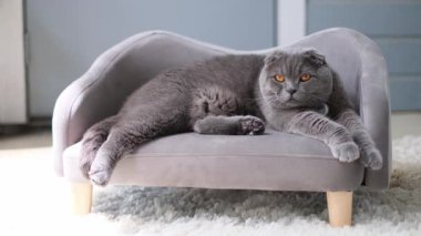 Küçük bir kanepede dinlenen turuncu gözlü komik gri İskoç kedisi yavaşça uykuya dalıyor.