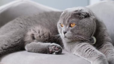 Güzel gri safkan İskoç kedisi kehribar gözlü gözlerini yavaşça uykuya daldırıyor.