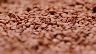 Çiğ, pişmemiş karabuğday filizleri sığ bir tarlada yetişiyor.