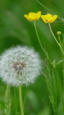 Yumuşak, beyaz karahindiba saat, narin tohumlar, yeşil bir alanda sallanıyor, sarı çiçeklerle.