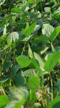 Tarım alanında yetişen yeşil yapraklı ve mor çiçekli soya fasulyesi bitkileri.