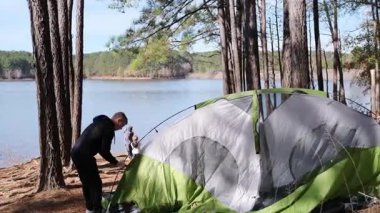 Genç adam, güneşli bir çam ormanında göl kenarında kamp yapmak için çadır kuruyor.