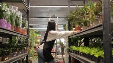 Çiçekçi dükkanında çiçekçilik ve bakıcılık yapan genç bir bayan.