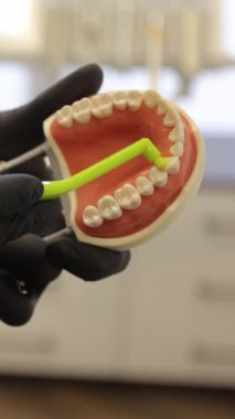 Hasta eğitimi için tipodunda interproksimal fırça kullanan diş hekimi.