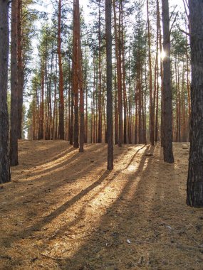 Akşamları çam ormanı güneş ışınları, gölgeler