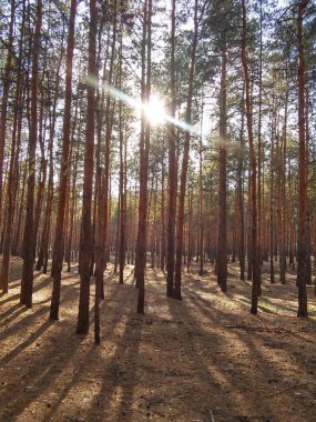 Ormandaki çam ağaçları. sonbahar