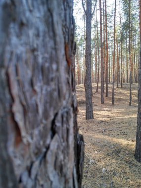 Ormandaki çam ağaçları