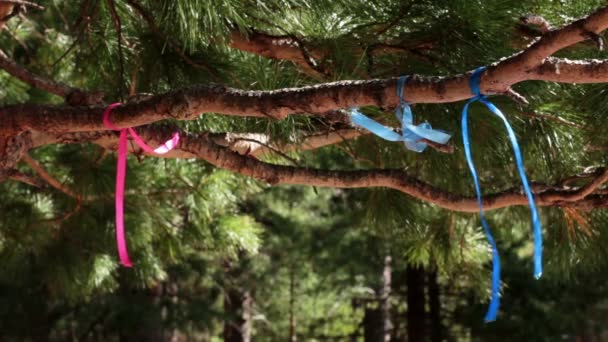 Branches of the Siberian pine cedar with pink and blue ribbons — Stock Video