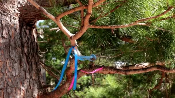 Rami di cedro di pino siberiano con nastri rosa e blu — Video Stock