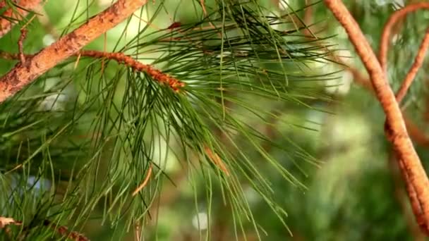 Ramos do cedro do pinheiro siberiano estão se movendo ao vento — Vídeo de Stock