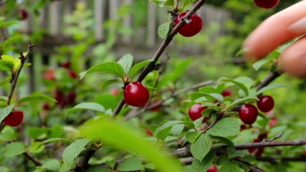 Harvesting. Young woman picking and eats cherry berries — Stock Video