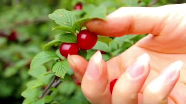 Récolte. Jeune femme cueillette et mange des cerises — Video
