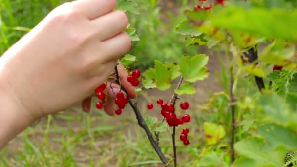 Ernten. junge Frau pflückt und isst Johannisbeeren — Stockvideo