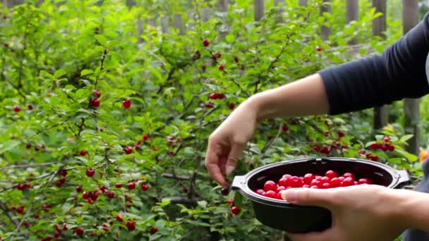 수확. 젊은 여자 따기와 먹는 체리 열매 — 비디오