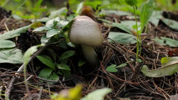 Plukken in het bos, de vrouwelijke handen van mushroomer, oogsten, close-up paddestoel — Stockvideo