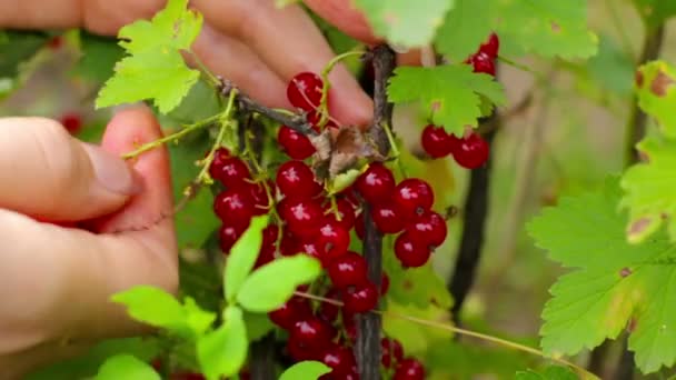수확. 젊은 여자 따기와 먹는 건포도 열매 — 비디오